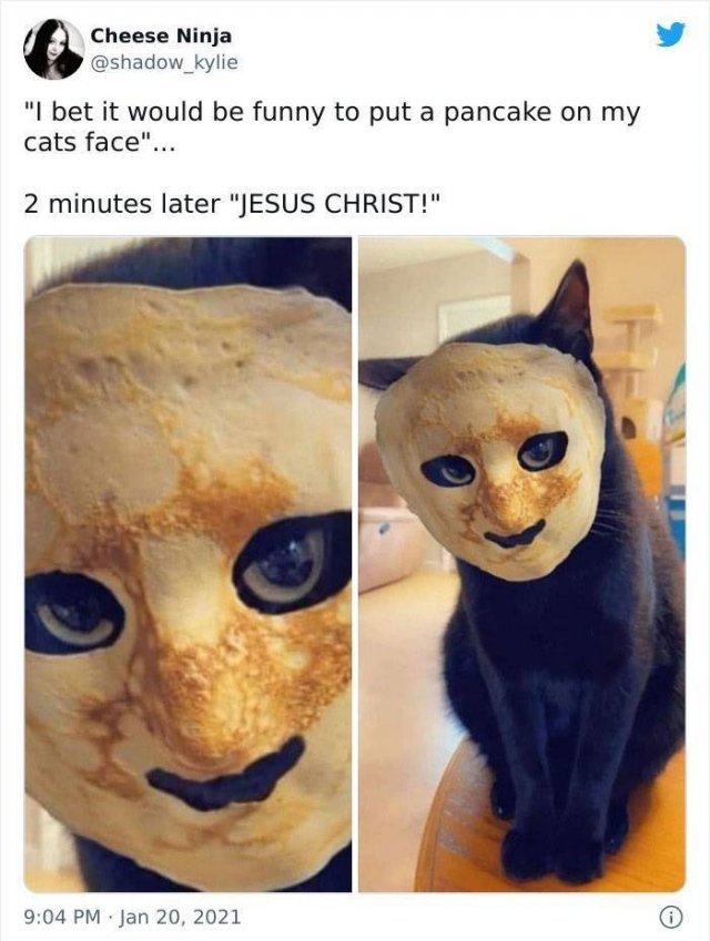Hilarious Cats (49 pics)