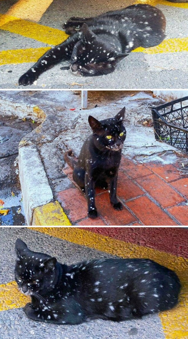 Hilarious Cats (49 pics)