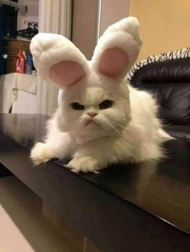 Hilarious Cats (49 pics)