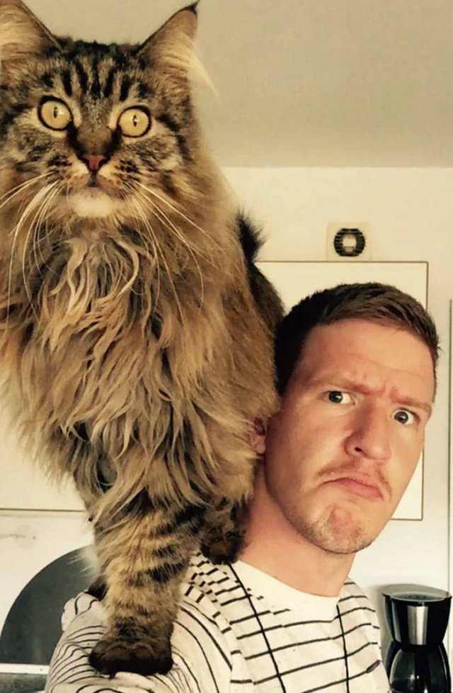 Hilarious Cats (49 pics)
