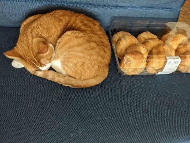 Hilarious Cats (49 pics)