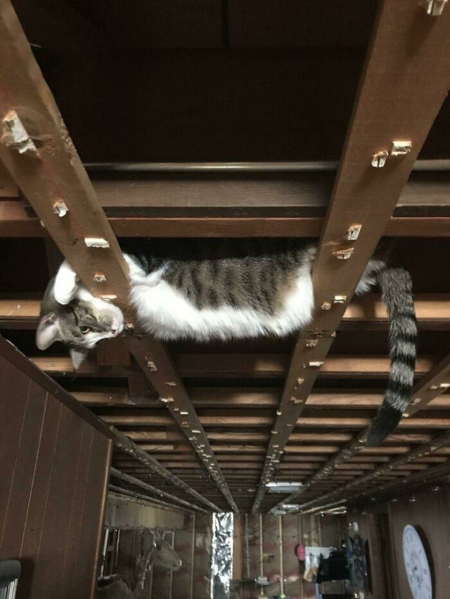 Hilarious Cats (49 pics)