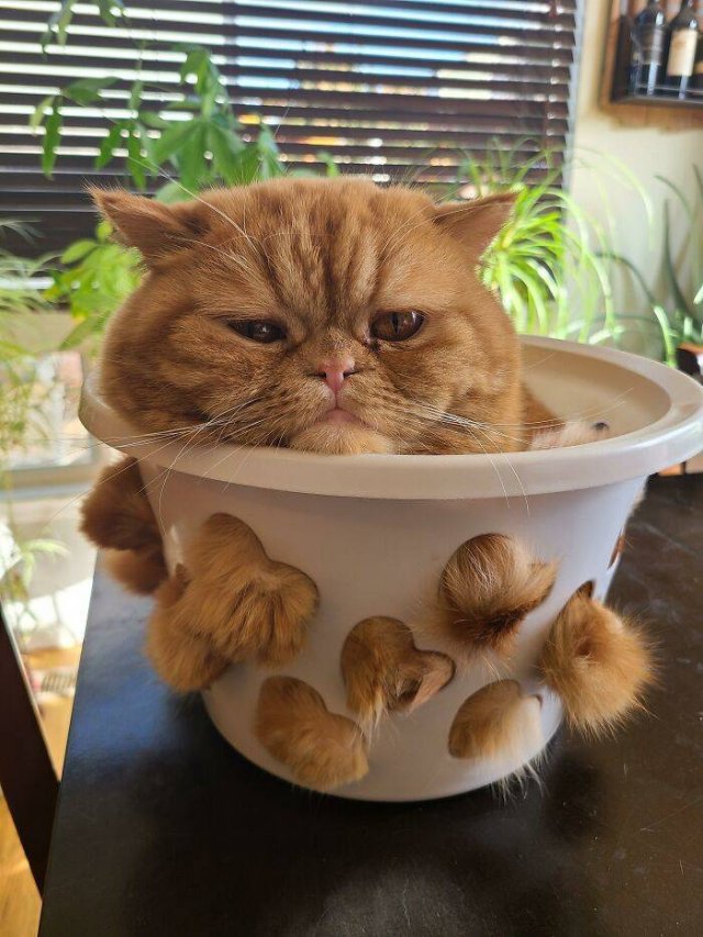 Hilarious Cats (49 pics)