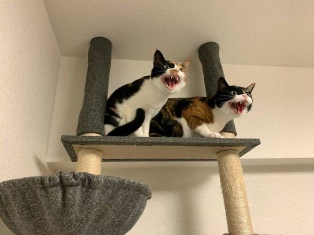 Hilarious Cats (49 pics)