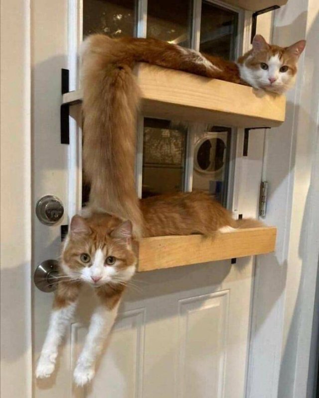 Hilarious Cats (49 pics)