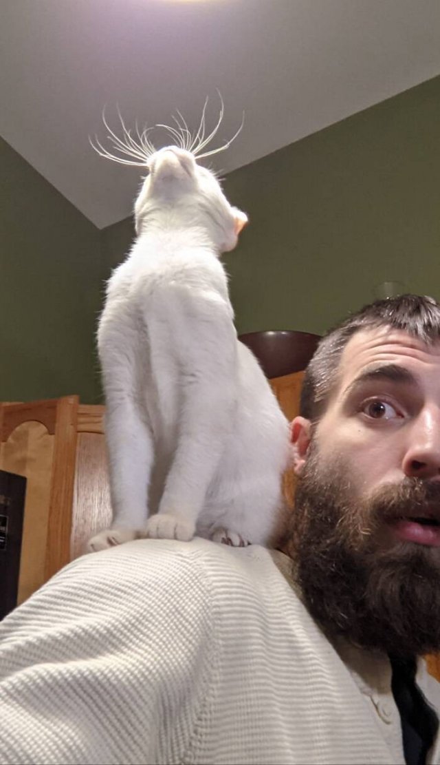 Hilarious Cats (49 pics)