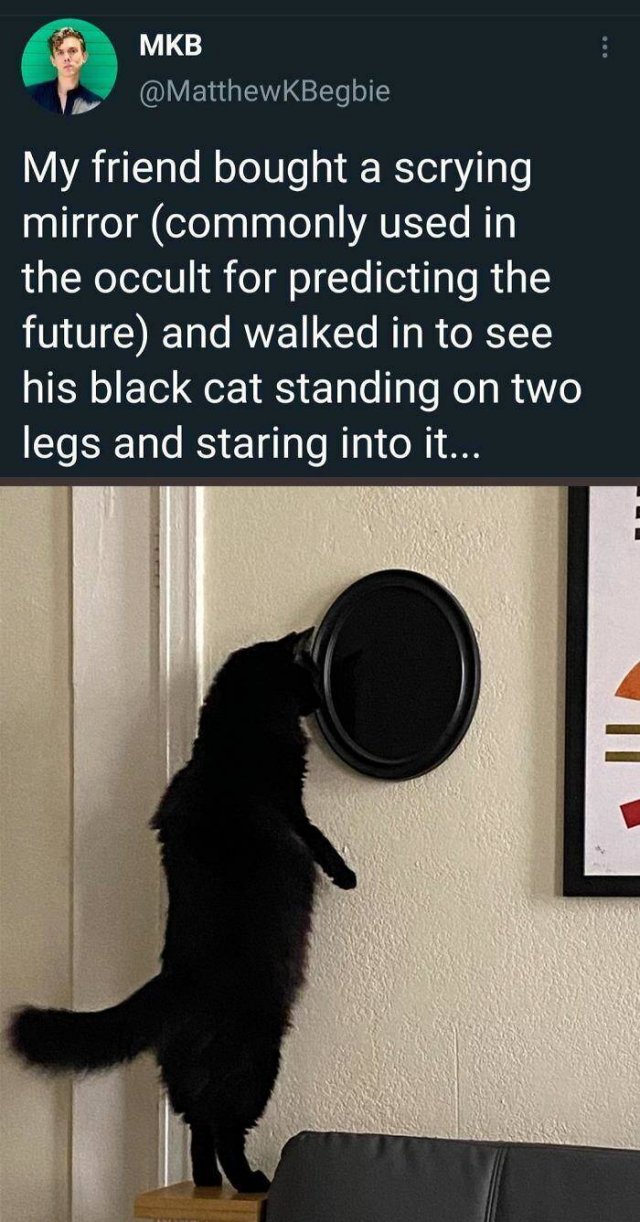 Hilarious Cats (49 pics)
