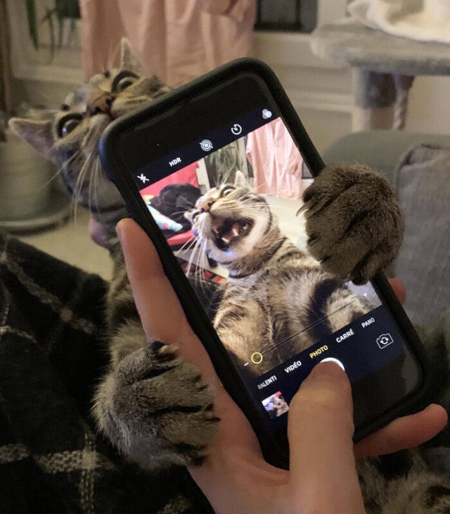 Hilarious Cats (49 pics)