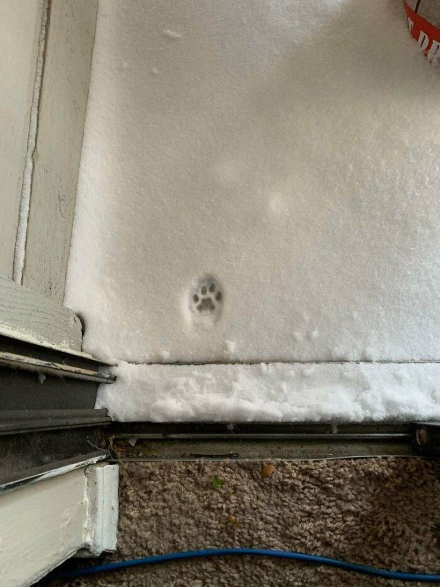 Hilarious Cats (49 pics)