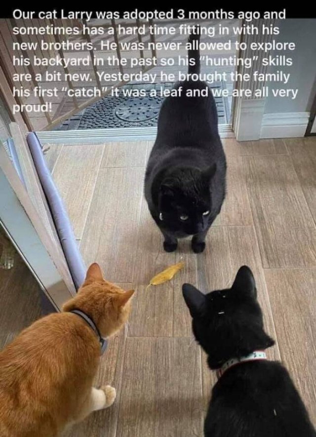 Hilarious Cats (49 pics)