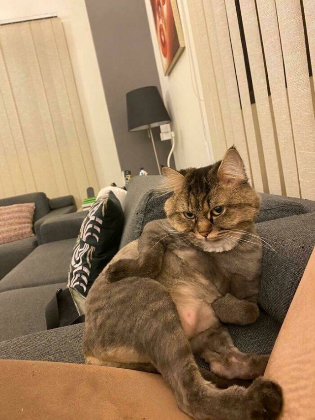 Hilarious Cats (49 pics)