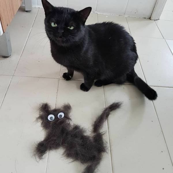 Hilarious Cats (49 pics)