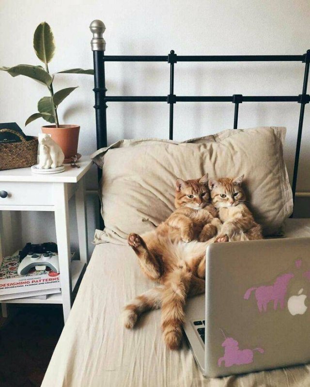 Hilarious Cats (49 pics)