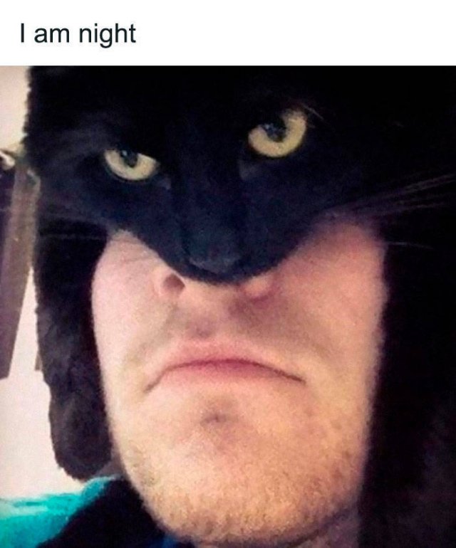 Hilarious Cats (49 pics)