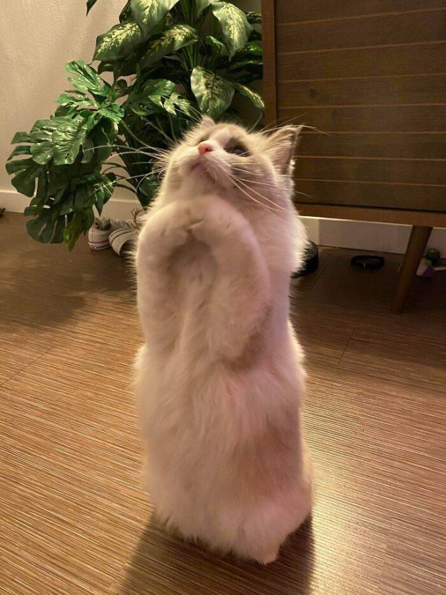 Hilarious Cats (49 pics)