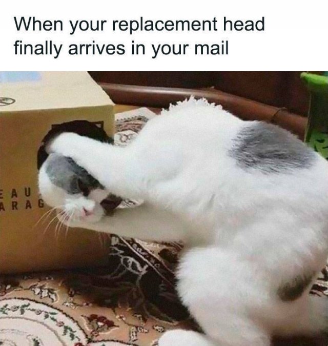 Hilarious Cats (49 pics)