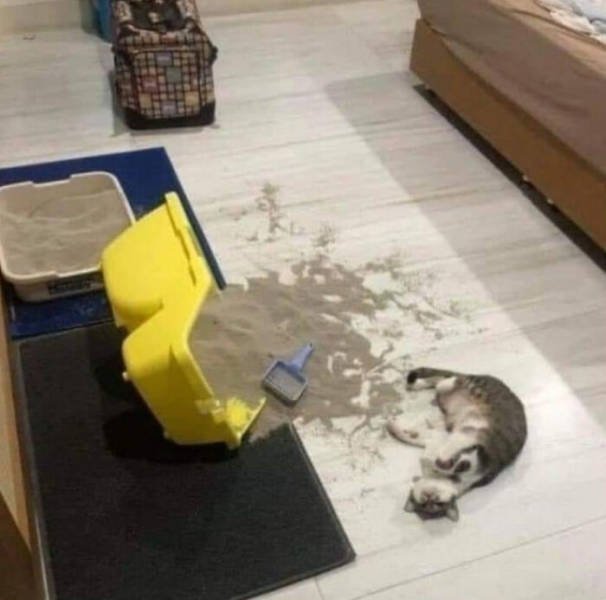 Hilarious Cats (49 pics)