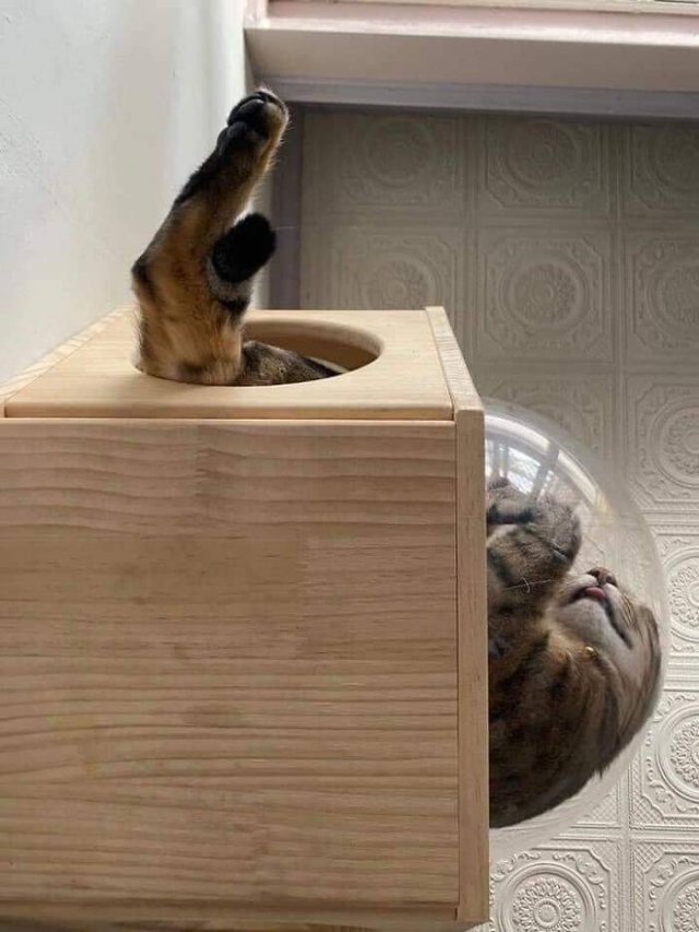 Hilarious Cats (49 pics)