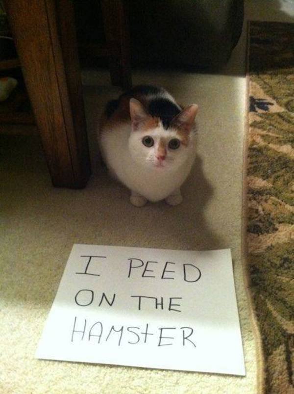 Funny Animals (58 pics)
