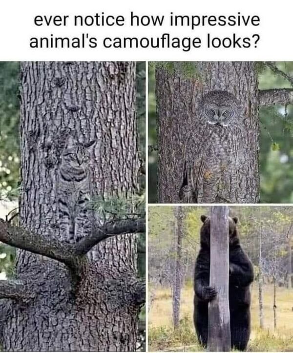 Funny Animals (58 pics)