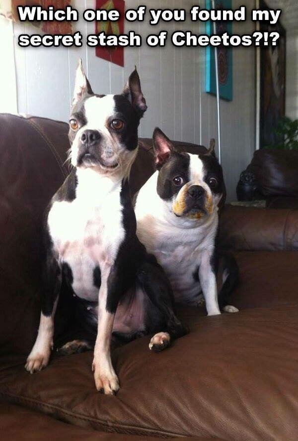 Funny Animals (58 pics)