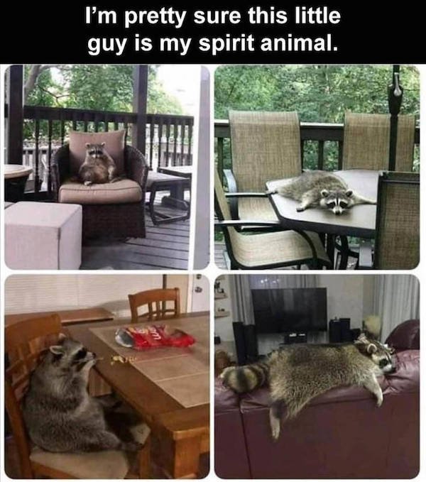 Funny Animals (58 pics)