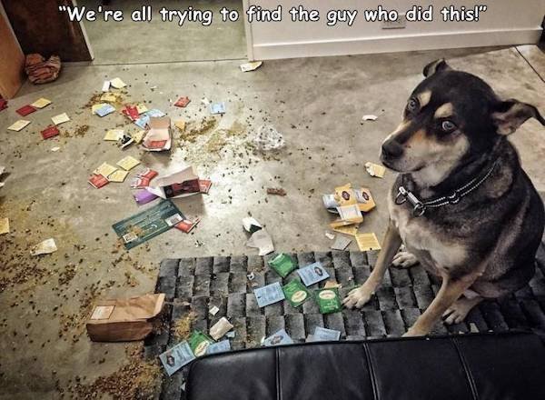 Funny Animals (58 pics)