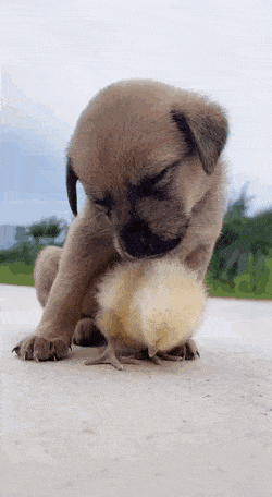 Acid Gifdump, September 17 (25 gifs)