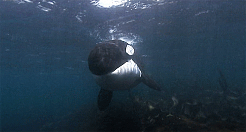 Orcas Facts (13 gifs)