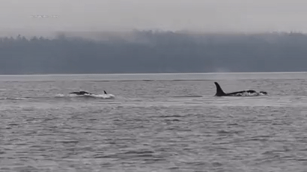 Orcas Facts (13 gifs)