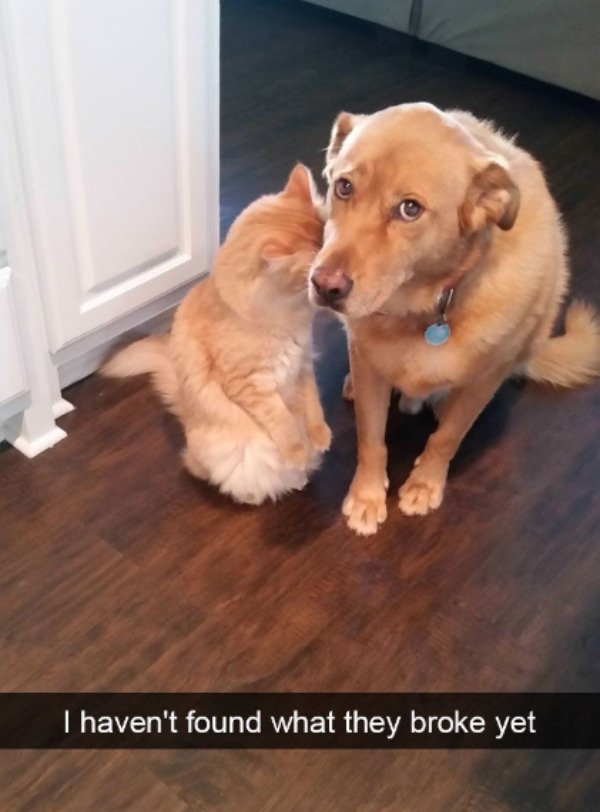 Hilarious Memes (40 pics)