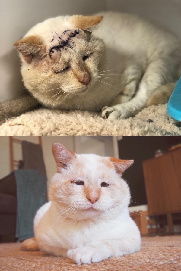 Animals Before And After Adoption (31 pics)