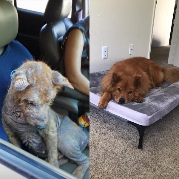 Animals Before And After Adoption (31 pics)