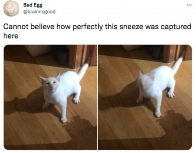 Funny Tweets (78 pics)