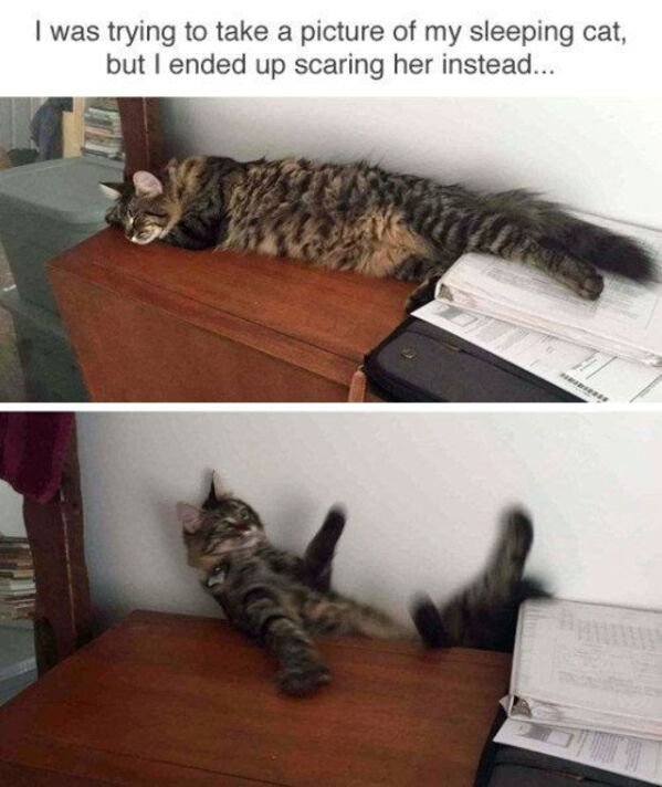 Hilarious Cats (29 pics)