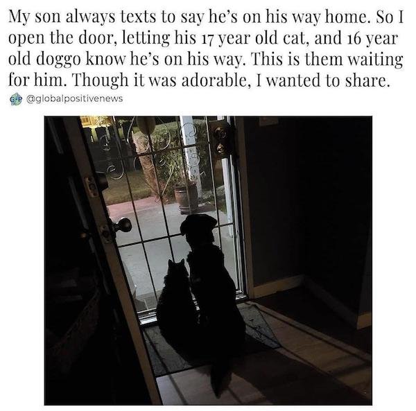 Wholesome Stories (25 pics)
