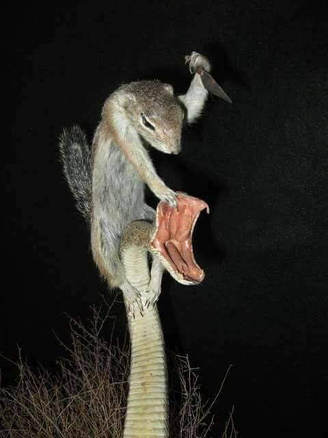 Acid Picdump 2 (51 pics)