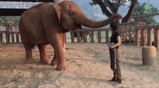 These Facts Are Beautiful (15 gifs)