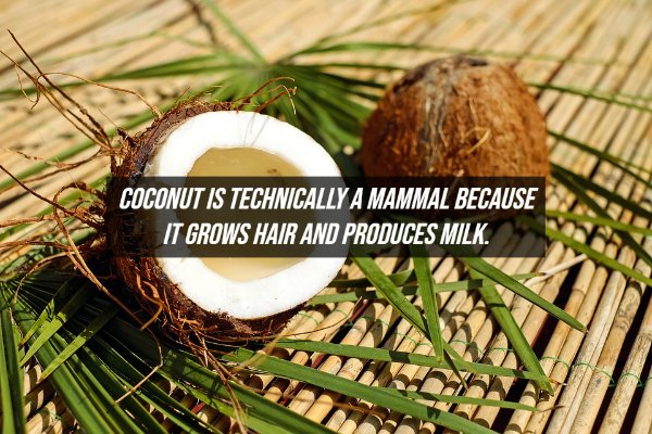Fake Facts (20 pics)
