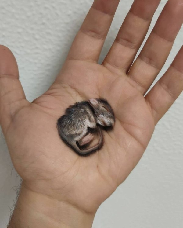 Amazing Body Painting (35 pics)