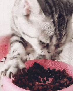 Acid Gifdump, September 21 (25 gifs)