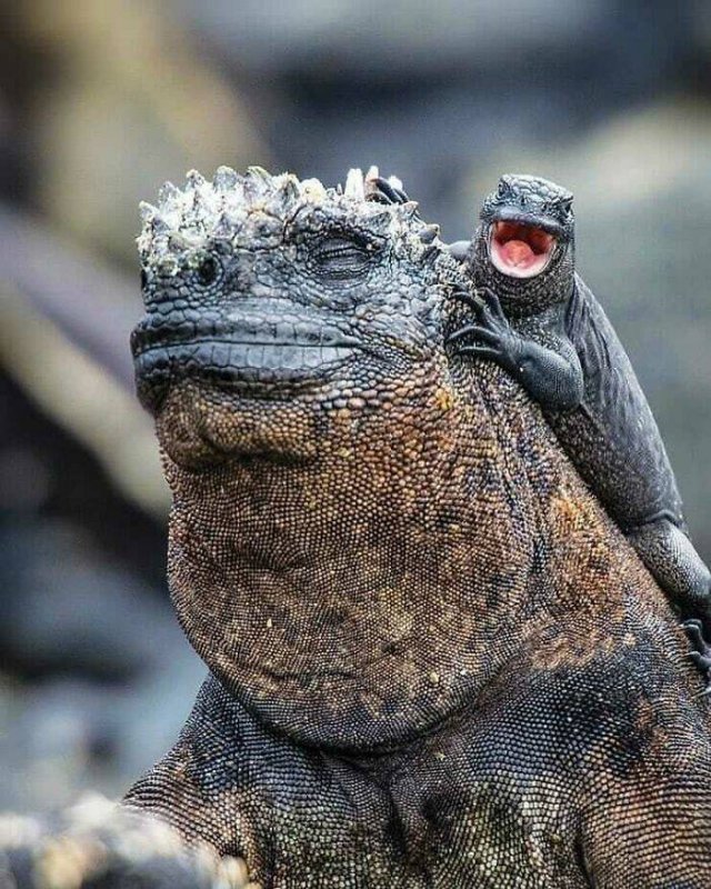 Animal Facts (40 pics)