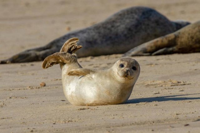 Animal Facts (40 pics)