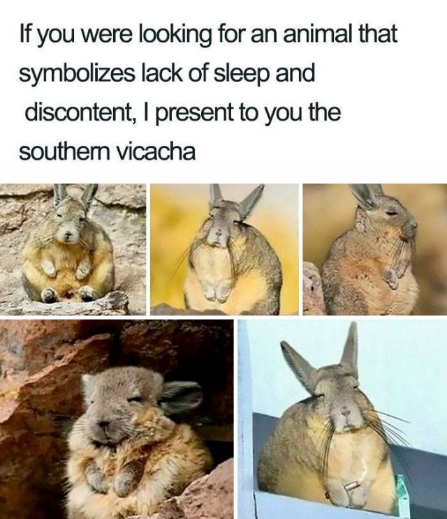 Animal Facts (40 pics)