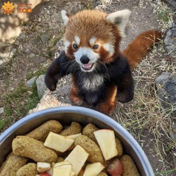 Animal Facts (40 pics)