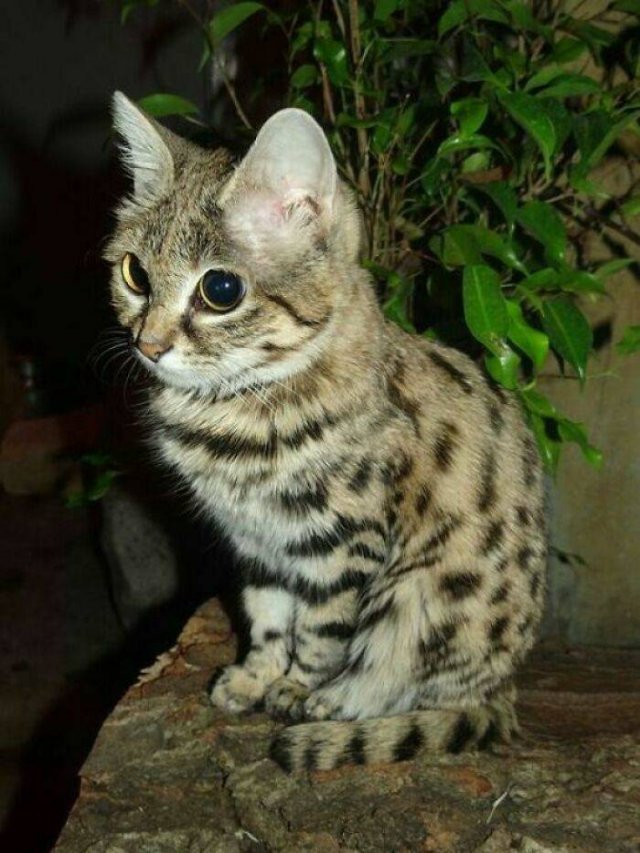Animal Facts (40 pics)