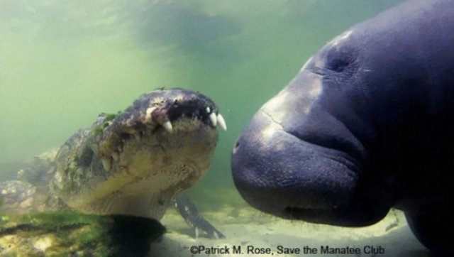 Animal Facts (40 pics)