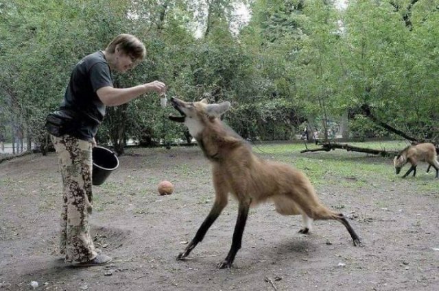 Animal Facts (40 pics)