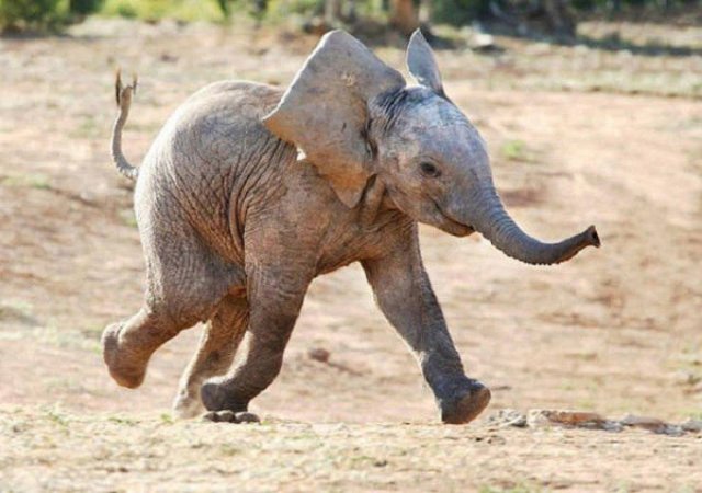 Animal Facts (40 pics)