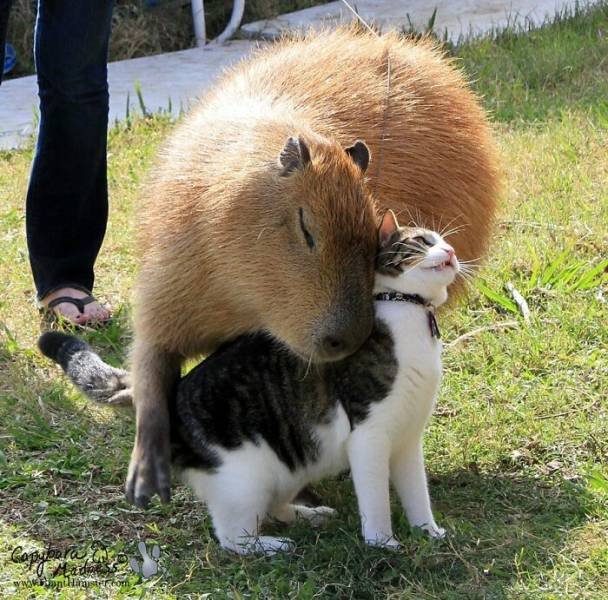 Animal Facts (40 pics)